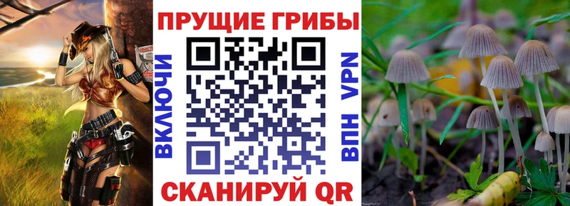 Псилоцибиновые грибы GOLDEN TEACHER  Москва 